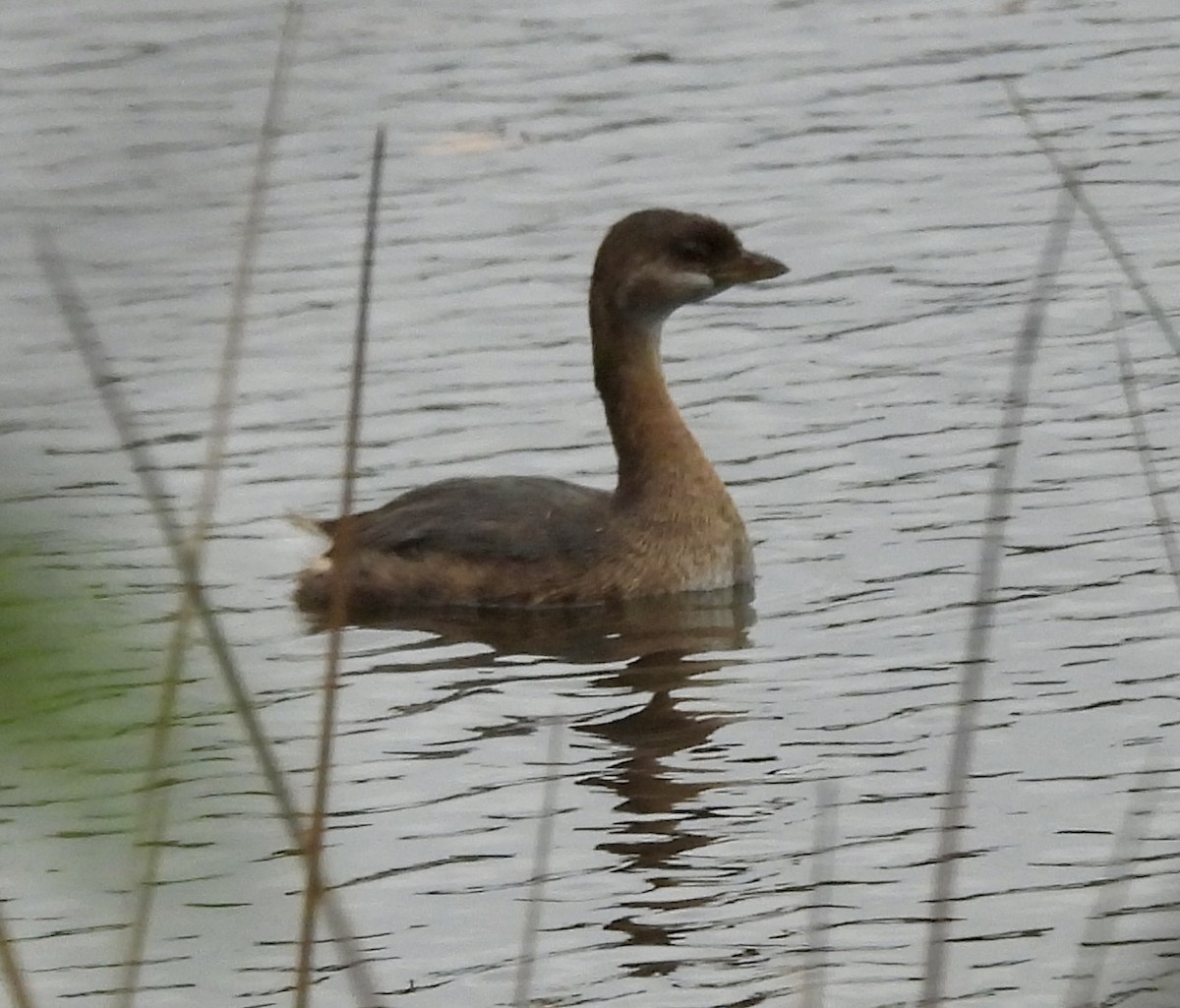 Pied-billed Grebe - ML623959500