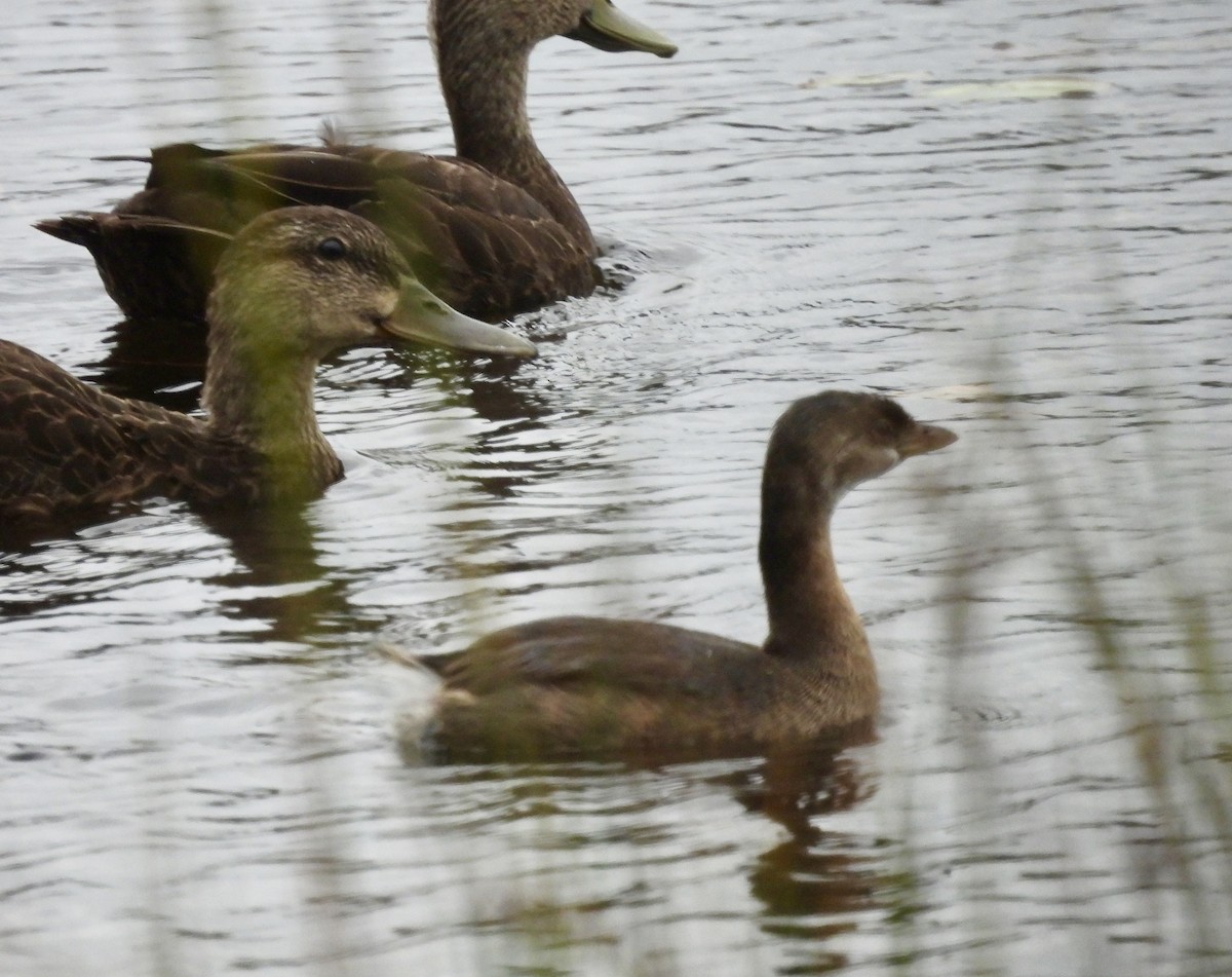 Pied-billed Grebe - ML623959501