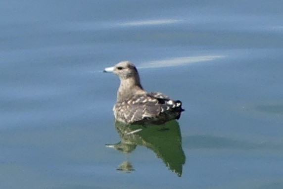 Parasitic Jaeger - ML623959507