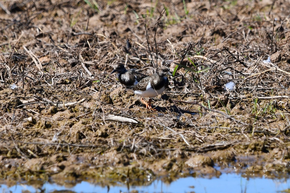 Ruddy Turnstone - ML623959513