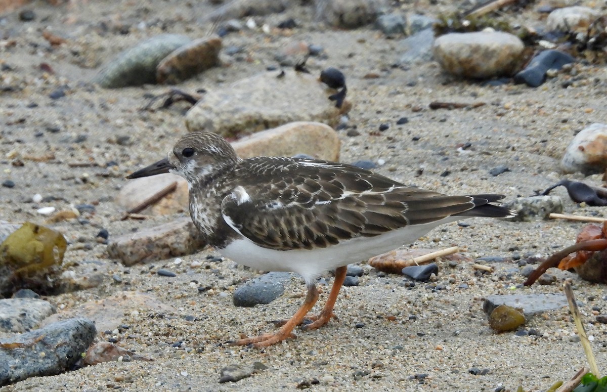 Ruddy Turnstone - ML623959514