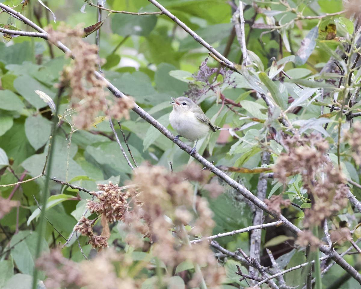 Warbling Vireo - ML623959515