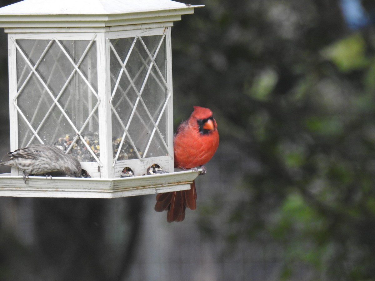 Northern Cardinal - ML623959518