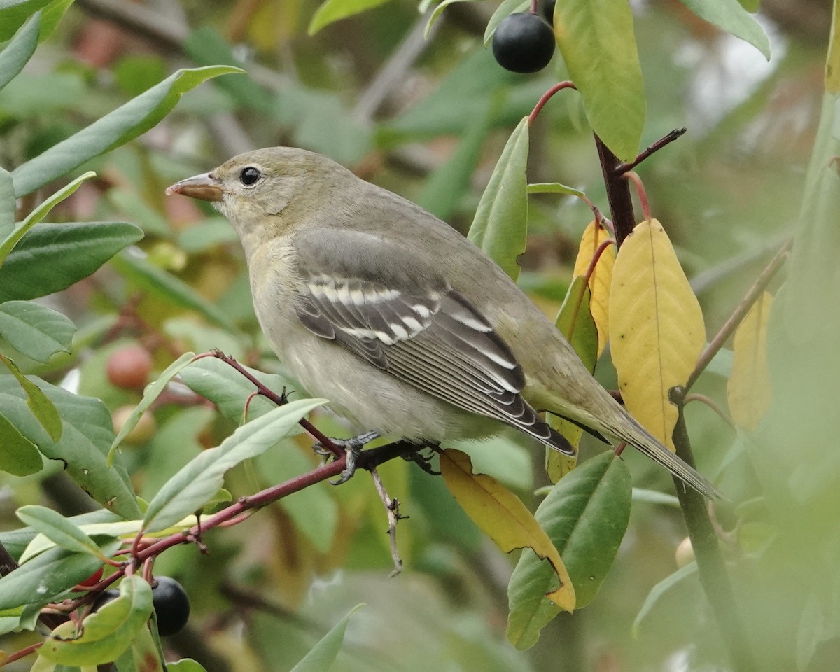 Western Tanager - ML623959542