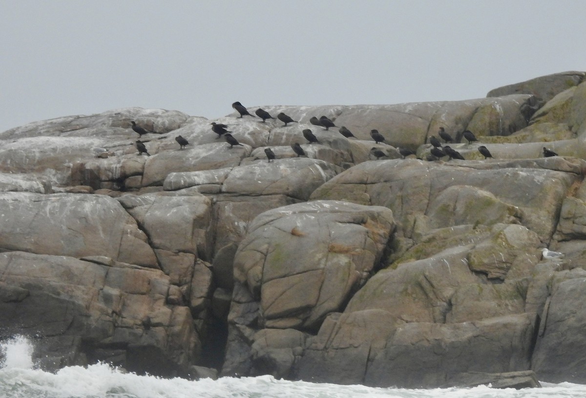 Double-crested Cormorant - ML623959544