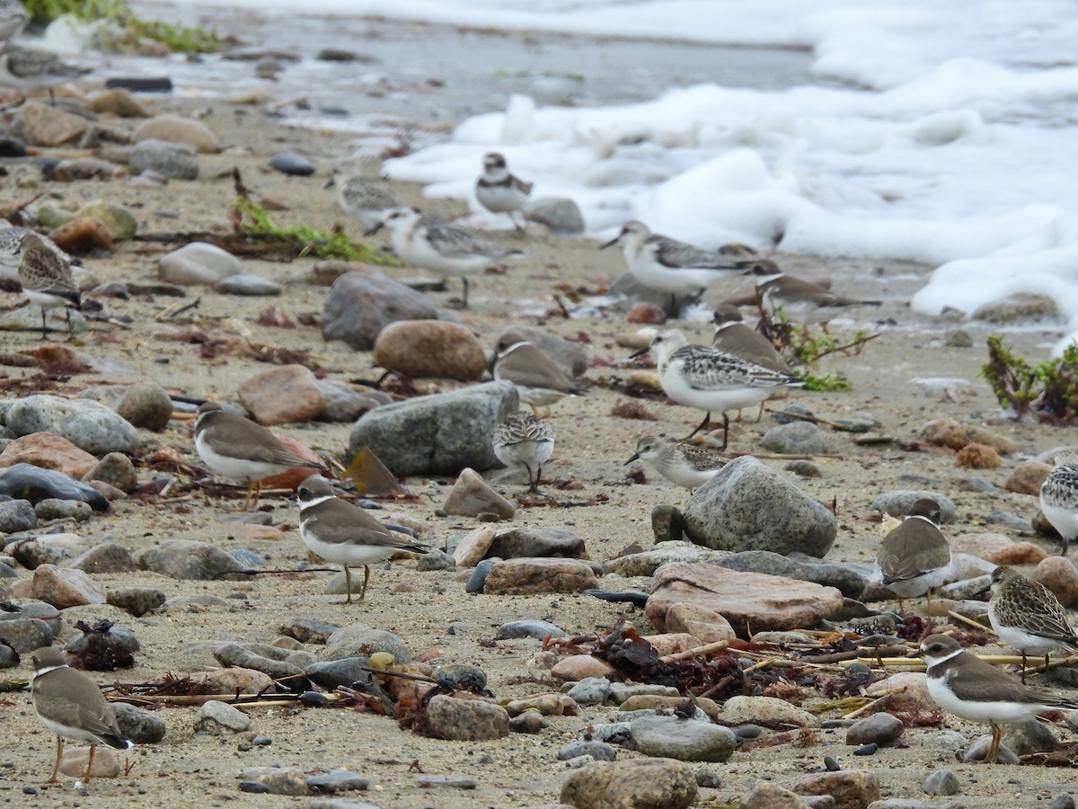 Bécasseau sanderling - ML623959548