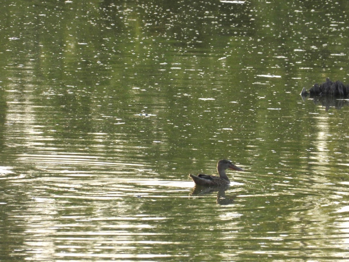 Northern Shoveler - ML623959552