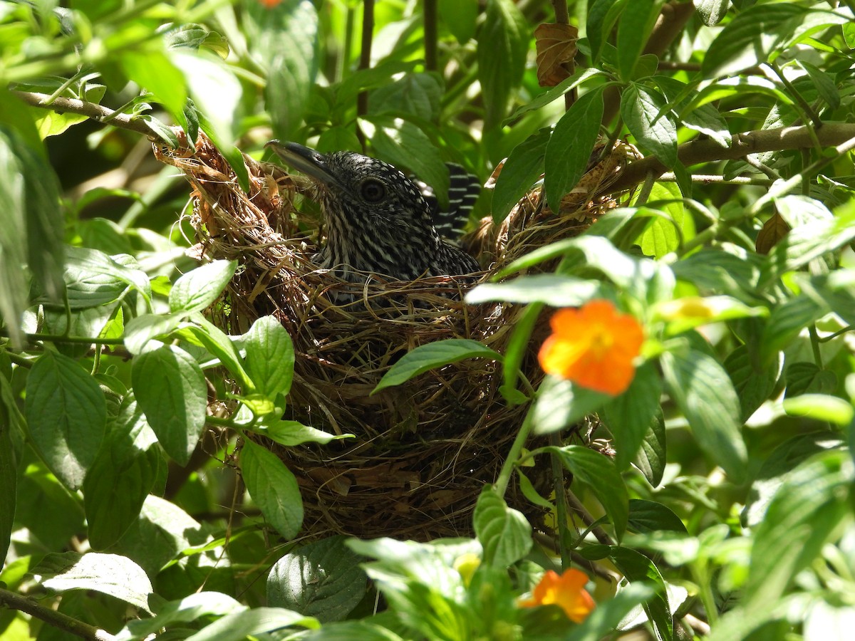 Bar-crested Antshrike - ML623959560