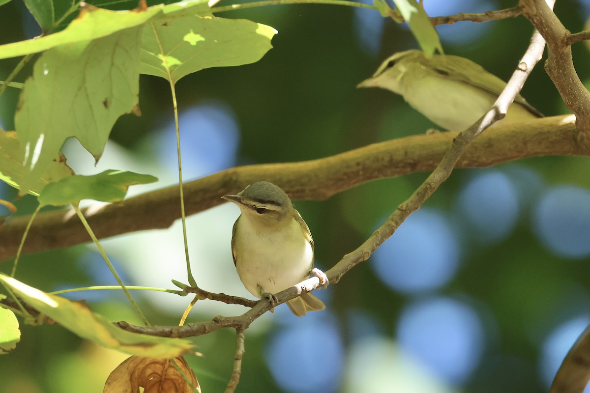 Kızıl Gözlü Vireo - ML623959569