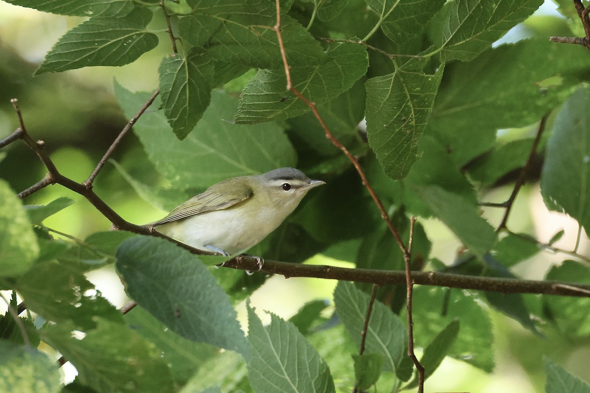 Kızıl Gözlü Vireo - ML623959570