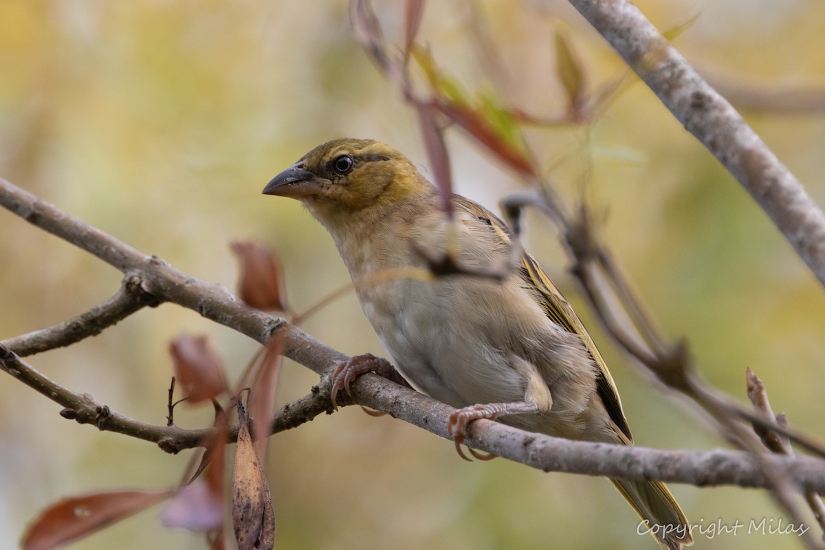 Black-headed Weaver - ML623959571