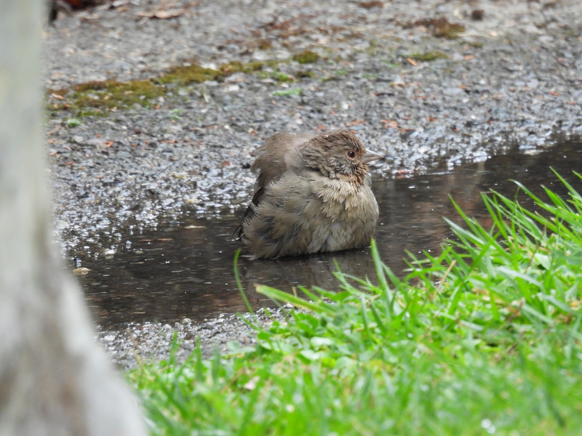 California Towhee - ML623959584