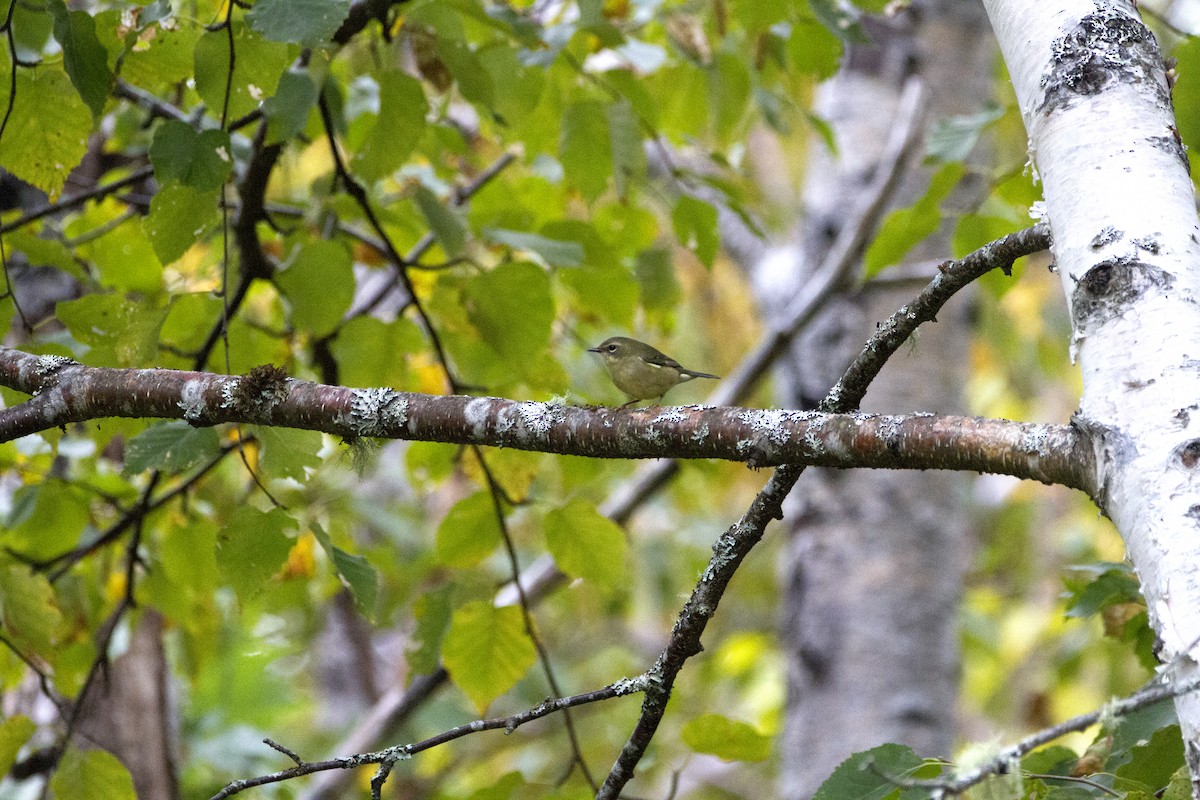 Black-throated Blue Warbler - ML623959592