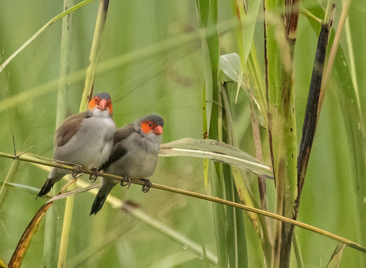 Orange-cheeked Waxbill - ML623959602