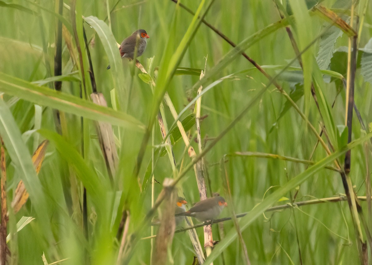 Orange-cheeked Waxbill - ML623959603