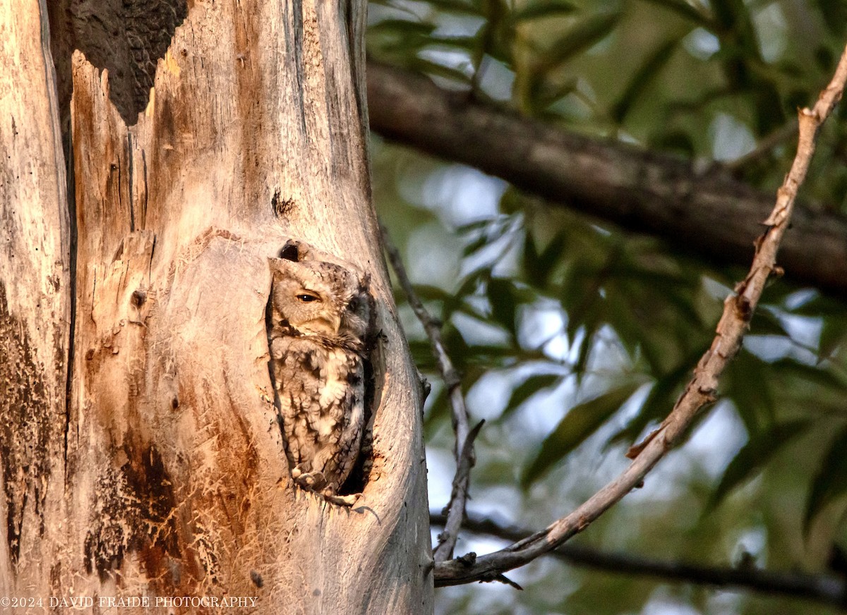 Eastern Screech-Owl - ML623959607