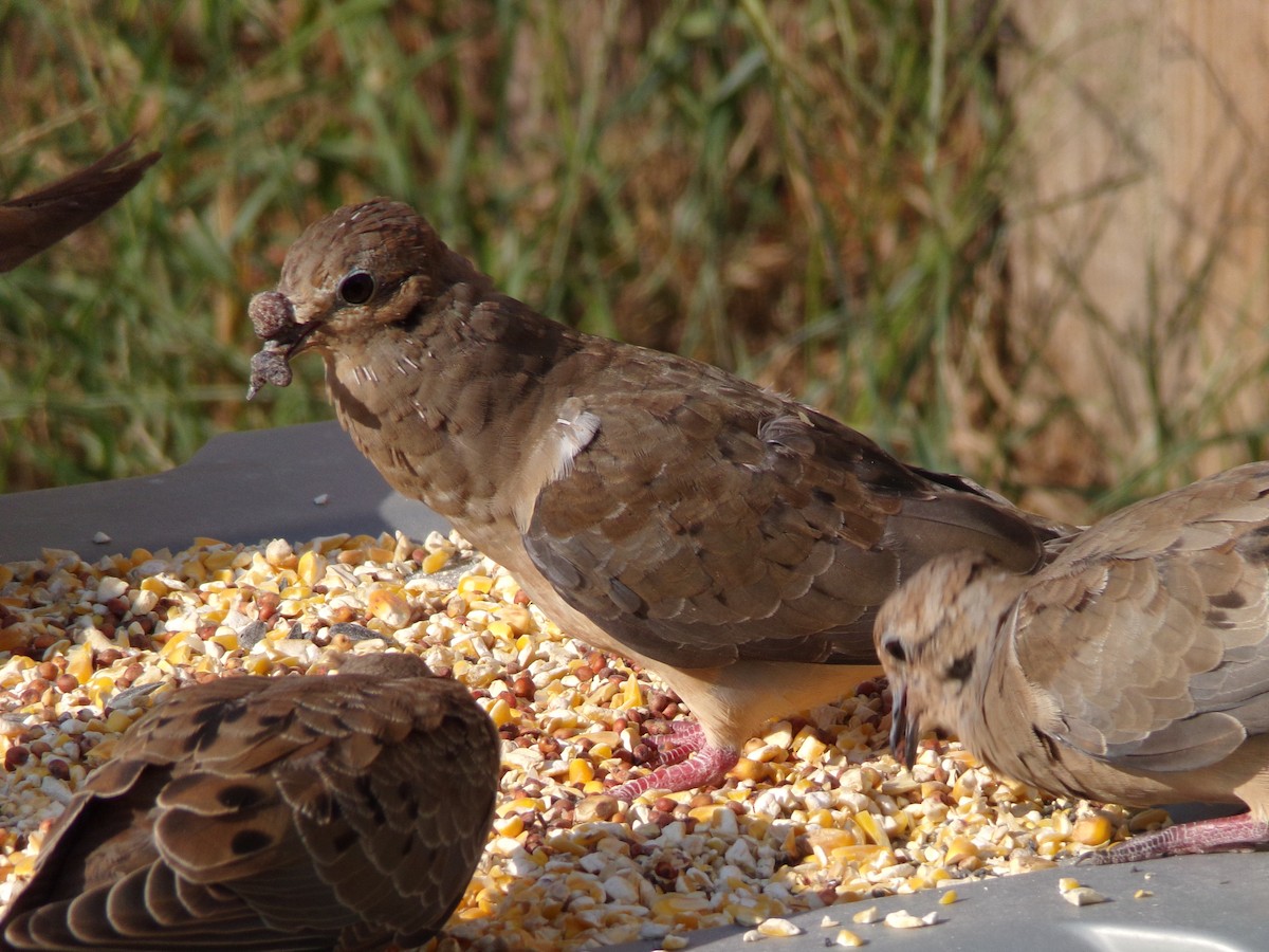 Mourning Dove - Texas Bird Family