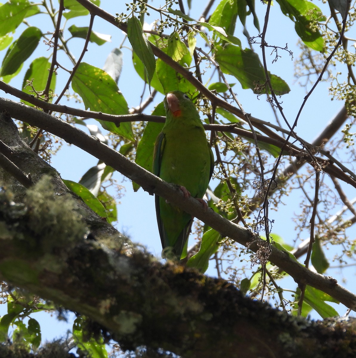 Orange-chinned Parakeet - ML623959616