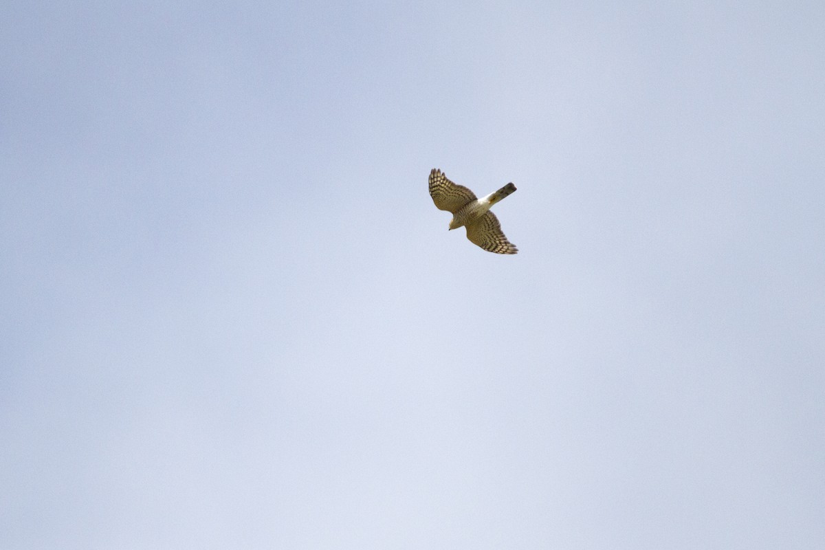 Sharp-shinned Hawk - ML623959632