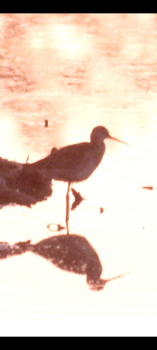 Common Redshank - ML623959633