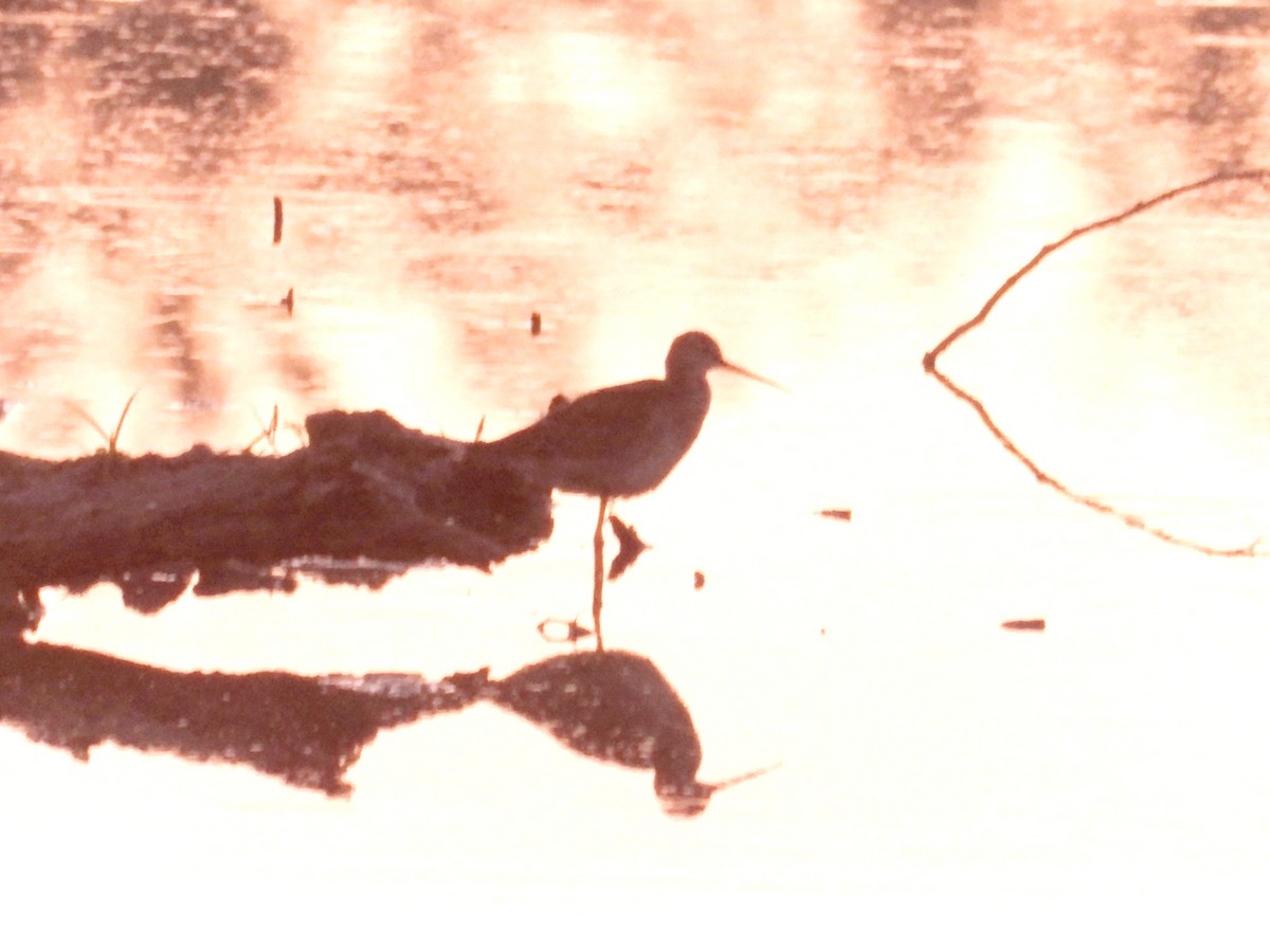 Common Redshank - ML623959634