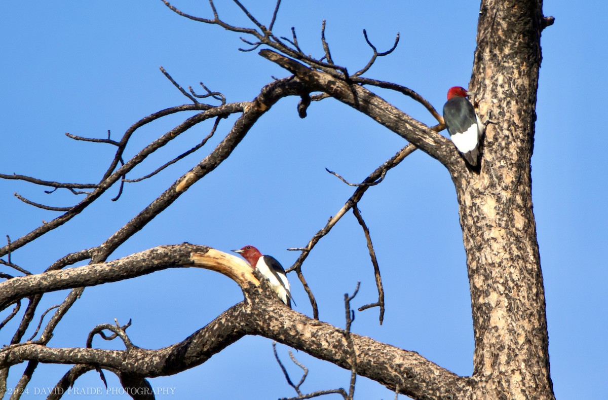 Red-headed Woodpecker - ML623959641