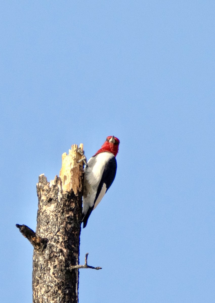 Red-headed Woodpecker - ML623959643