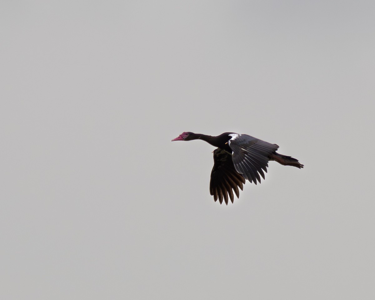 Spur-winged Goose - Kari Sasportas