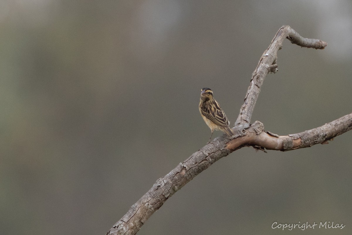 Yellow-crowned Bishop - ML623959647