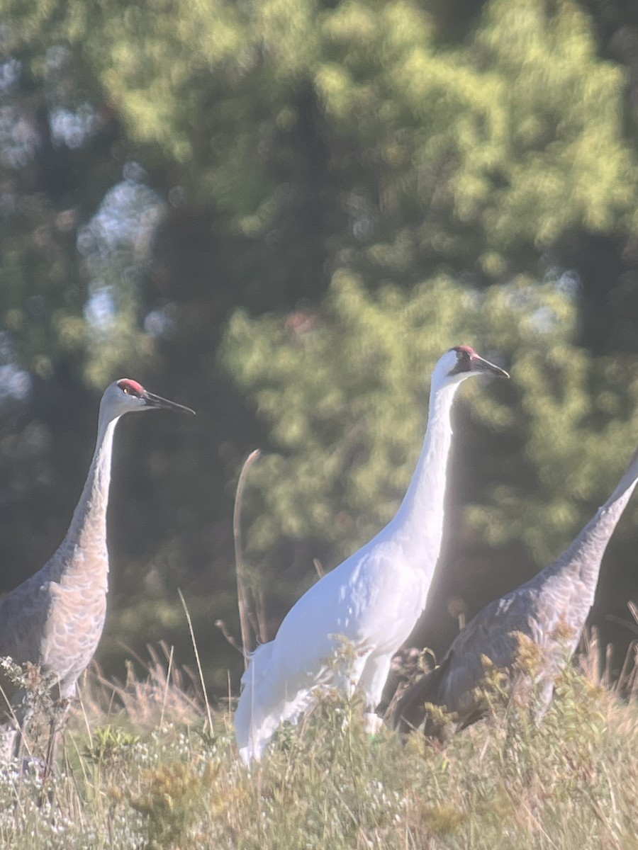 Whooping Crane - Susan Barnes Elliott