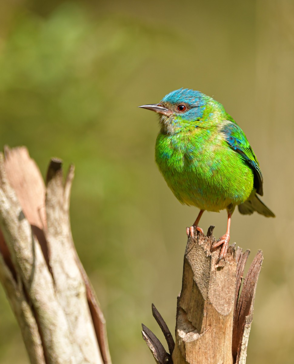 Blue Dacnis - Elisa Focante