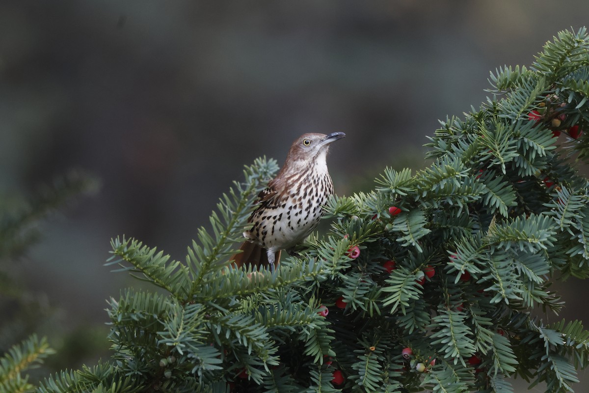 Brown Thrasher - ML623959676