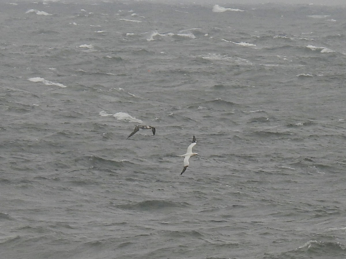 Northern Gannet - ML623959684