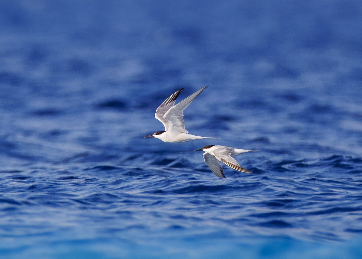 Common Tern - Steve Schnoll