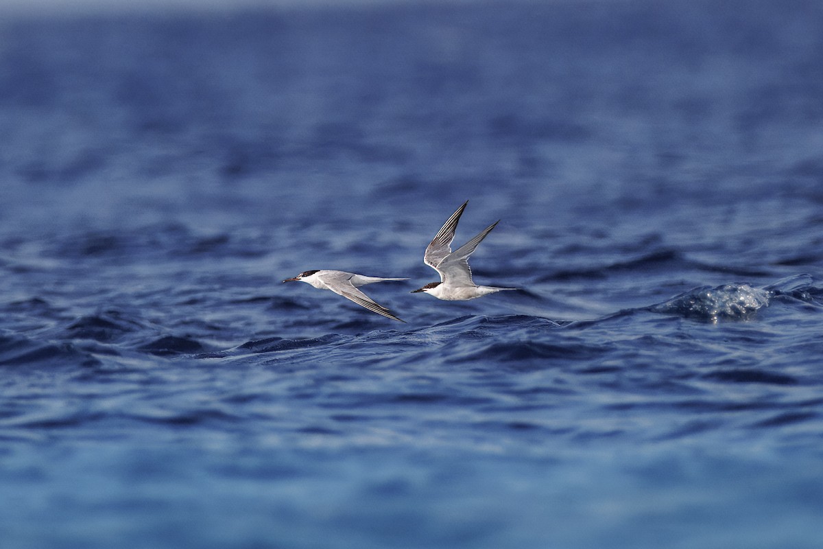 Common Tern - Steve Schnoll