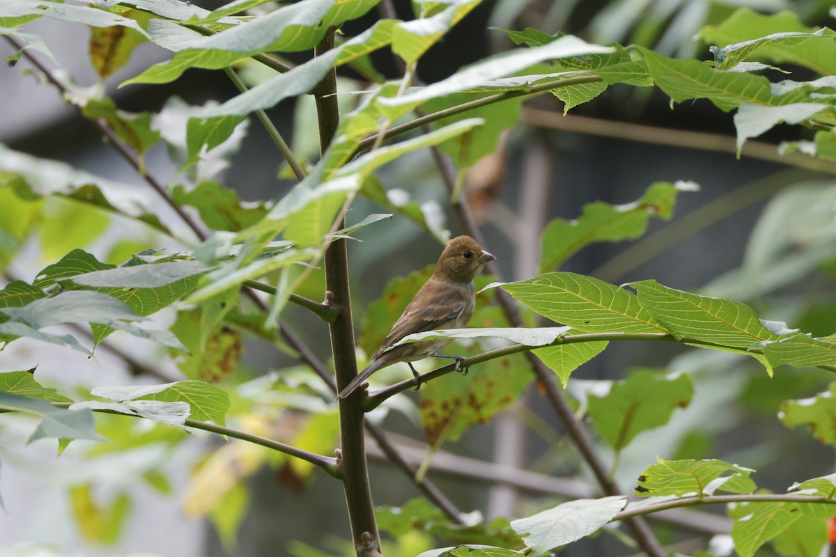 Indigo Bunting - ML623959692