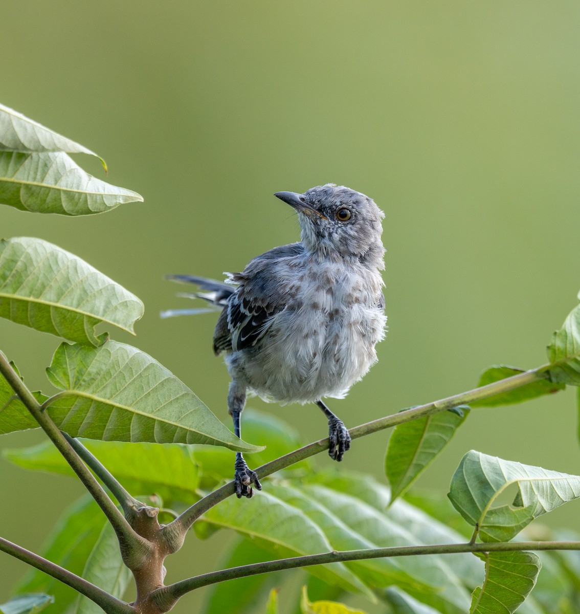 Northern Mockingbird - ML623959694