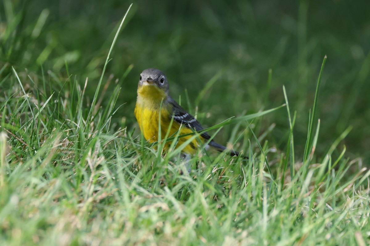 Magnolia Warbler - ML623959705