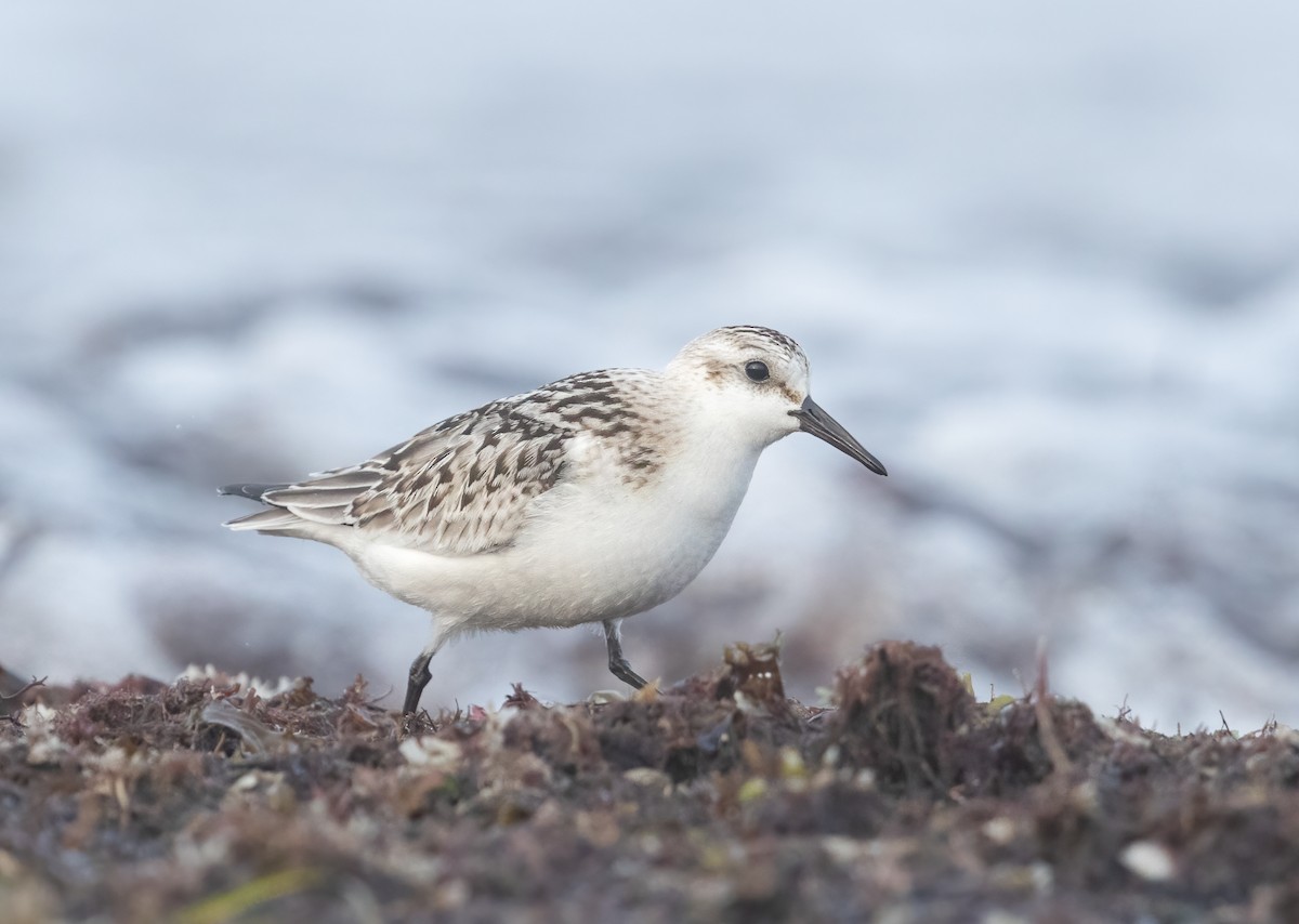 Bécasseau sanderling - ML623959707