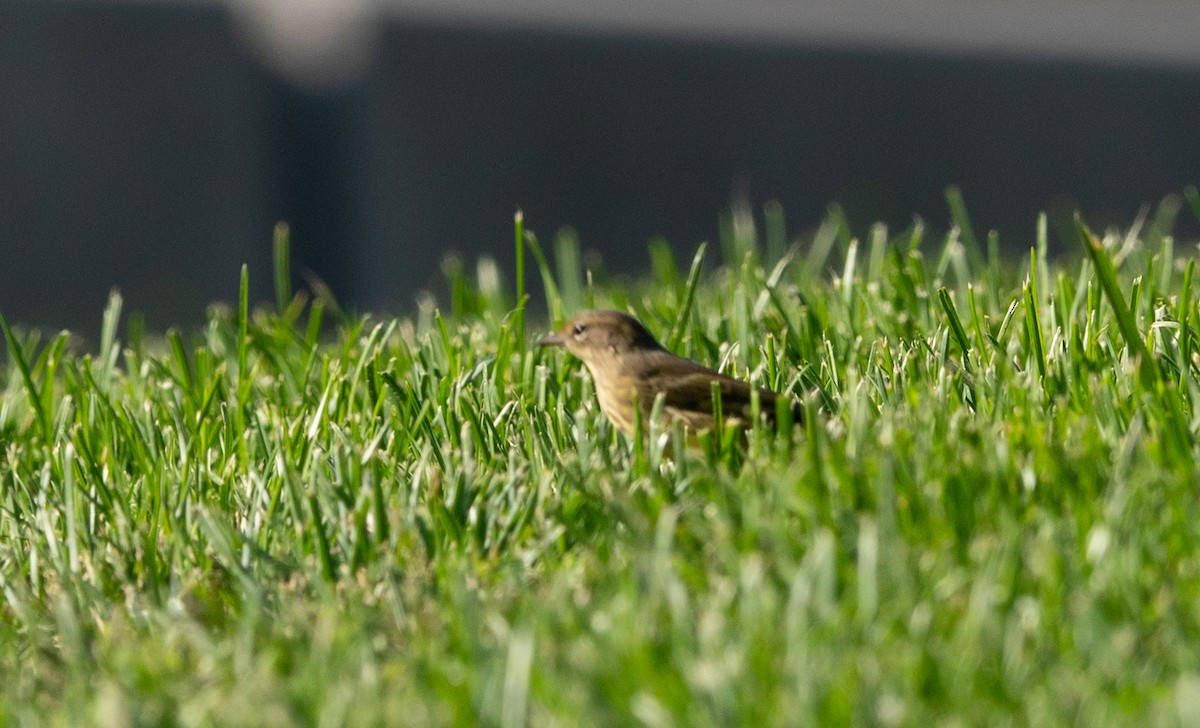 Palm Warbler - ML623959708