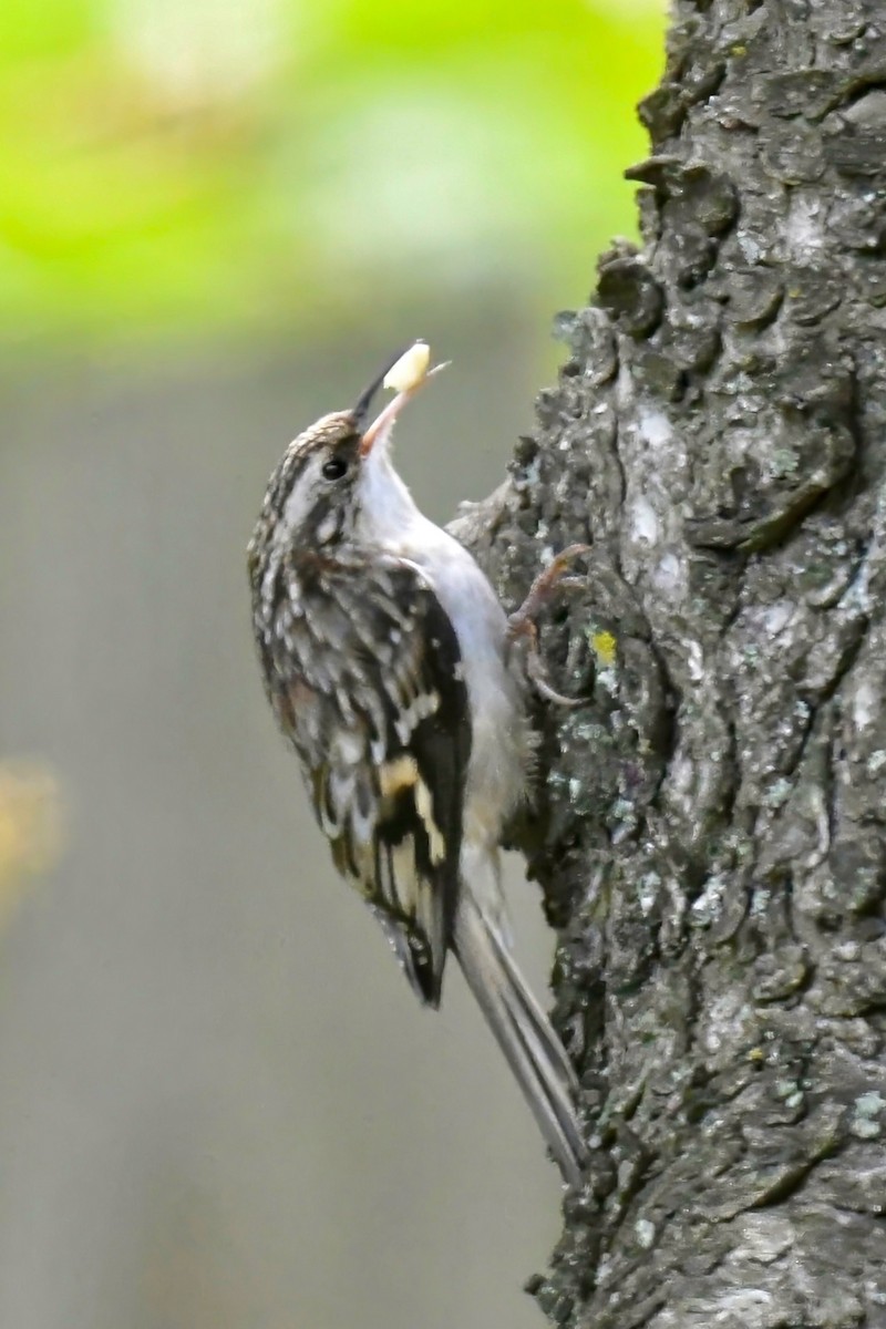 Brown Creeper - ML623959709