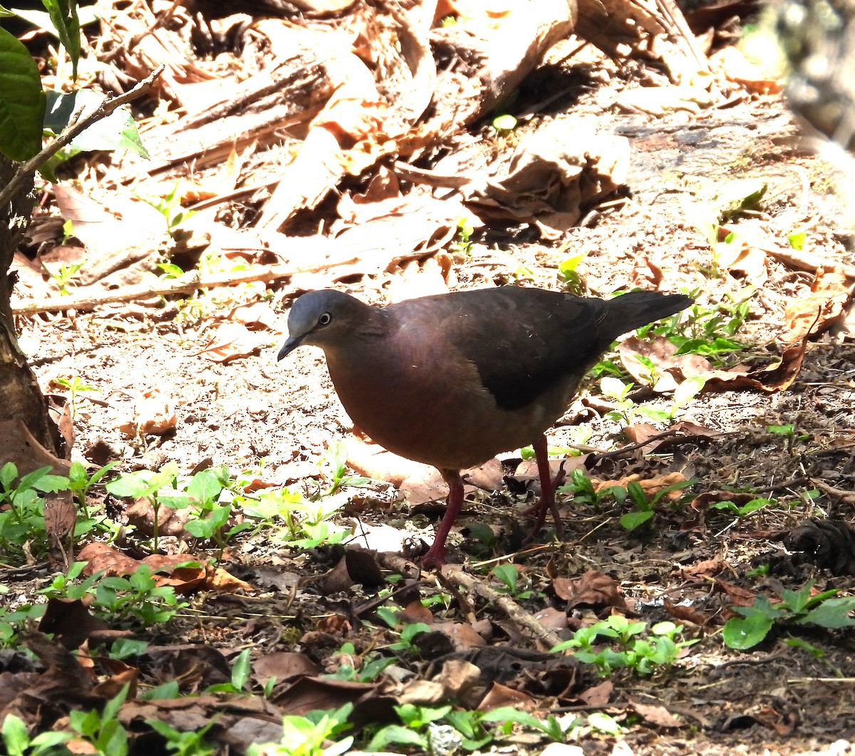 Tolima Dove - ML623959718