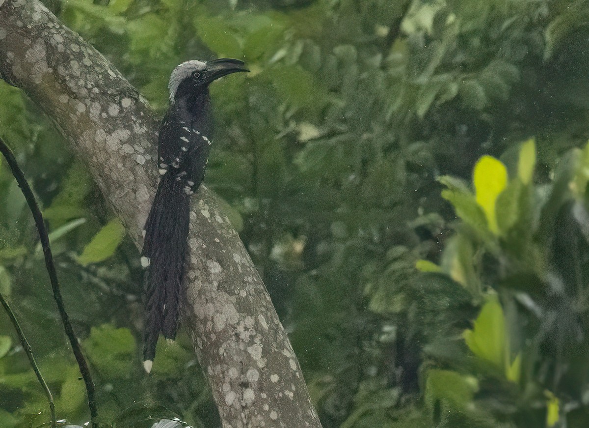 Eastern Long-tailed Hornbill - ML623959723