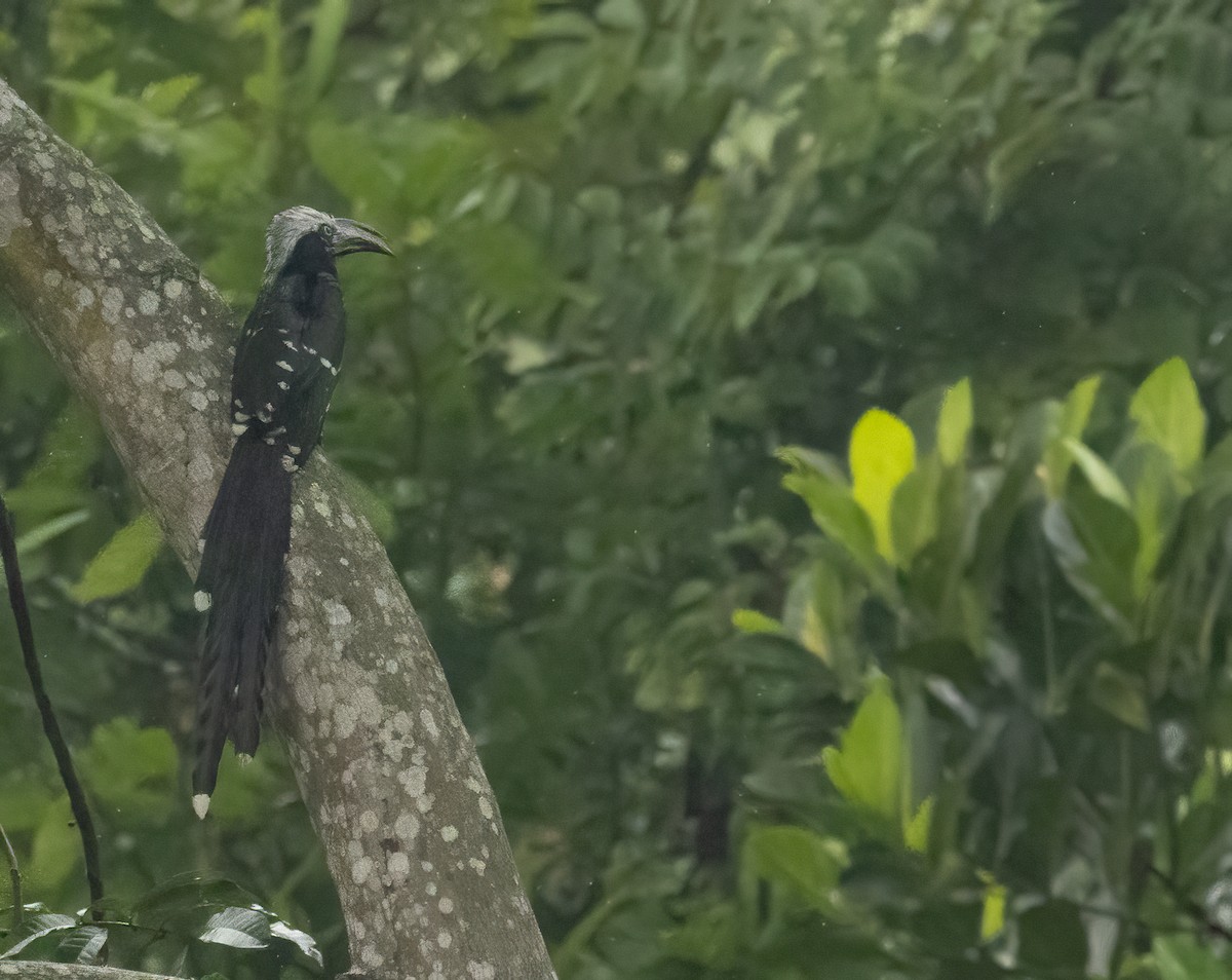 Eastern Long-tailed Hornbill - ML623959724