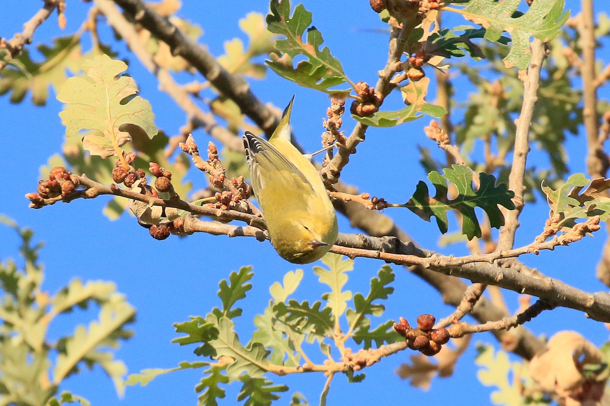 Tennessee Warbler - Sean Smith