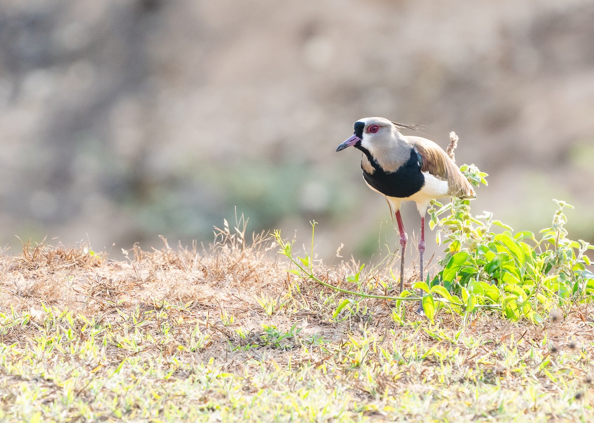 ナンベイタゲリ（lampronotus） - ML623959741