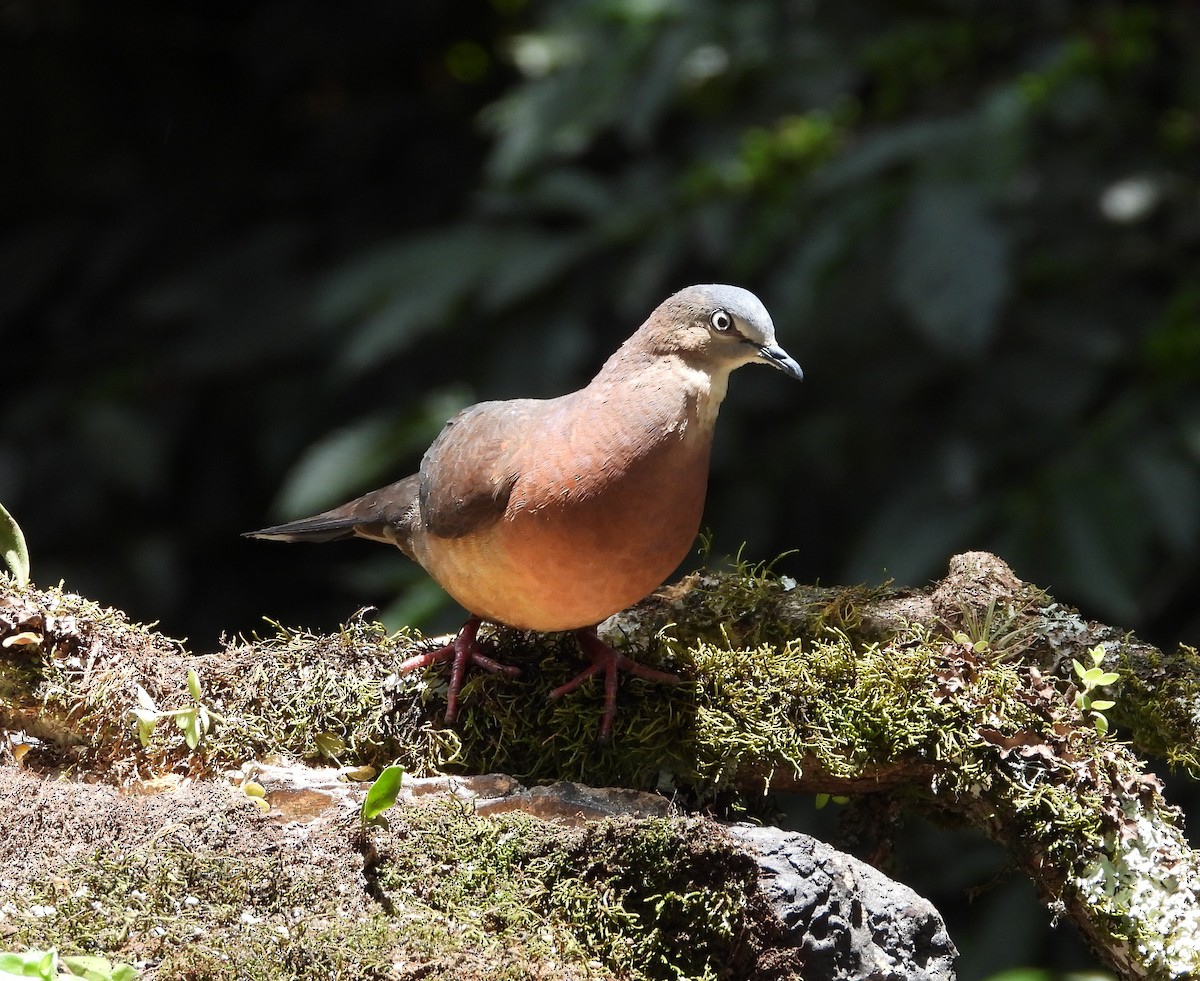 Tolima Dove - ML623959744