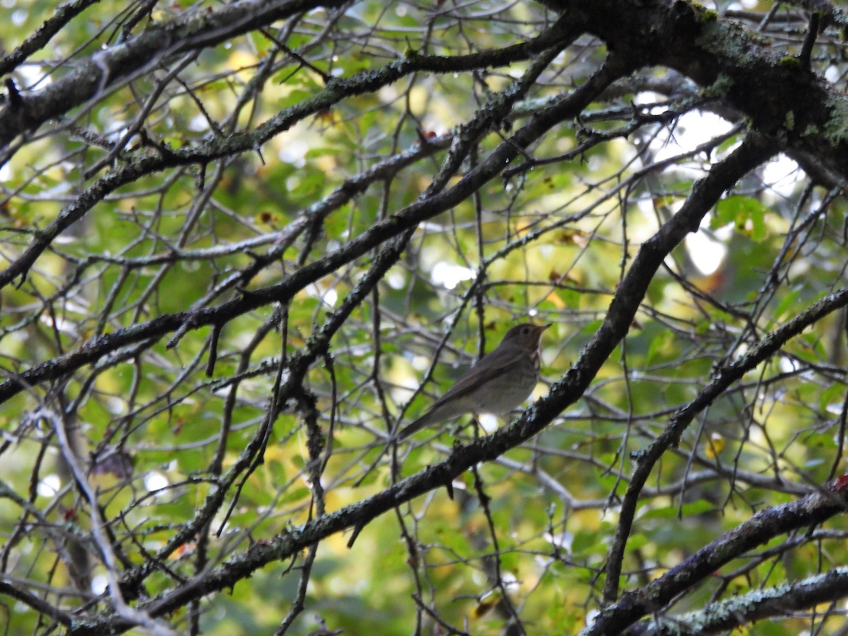 Swainson's Thrush - ML623959751