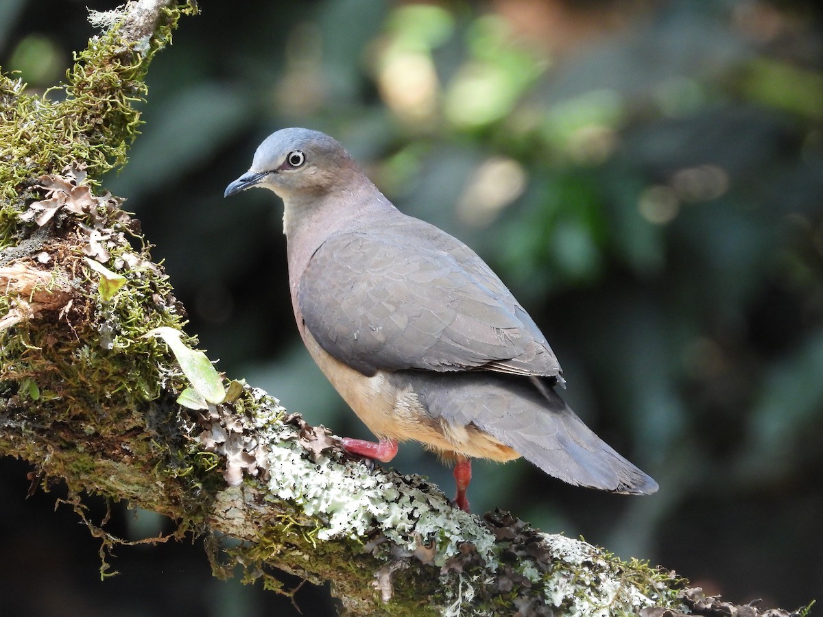 Tolima Dove - ML623959752