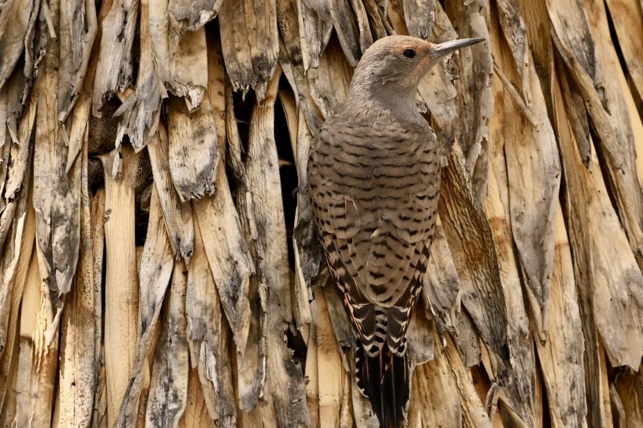 Northern Flicker - ML623959775